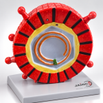 Hepatitis Virus Model